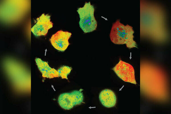 Dynamic Changes in pH During Cell Division Hold Clues for Cancer