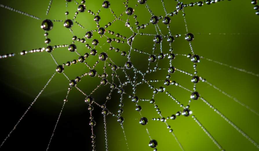 Climate change to push species over abrupt tipping points; Beech tree (Northofagus betaloides) caught in droplets on a spider web in Cabo de Hornos, Chile. Photo: Adam Wilson