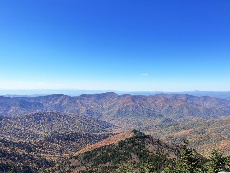 The Plants Seeking Refuge Across Our Dynamically Changing Planet; "Along the highest peaks in North Carolina, an isolated spruce-fir boreal forest stands as a relict of the Pleistocene, contrasting with deciduous trees on the Southern Appalachians. (Photo: Mount Mitchell State Park by Jess Hunt-Ralston, Georgia Tech)"