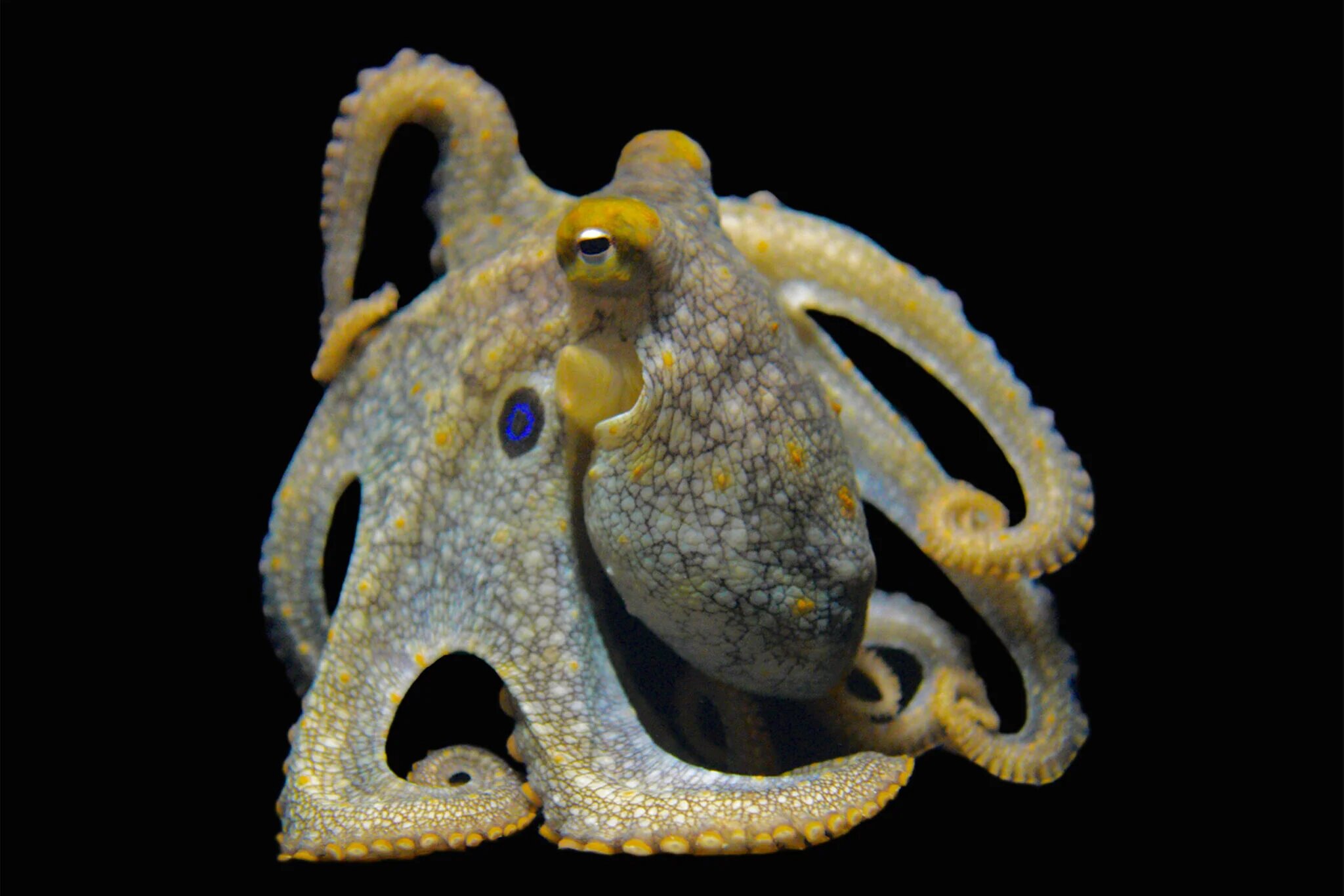 Taking a lesson in evolutionary adaptation from octopus, squid; photo of octopus