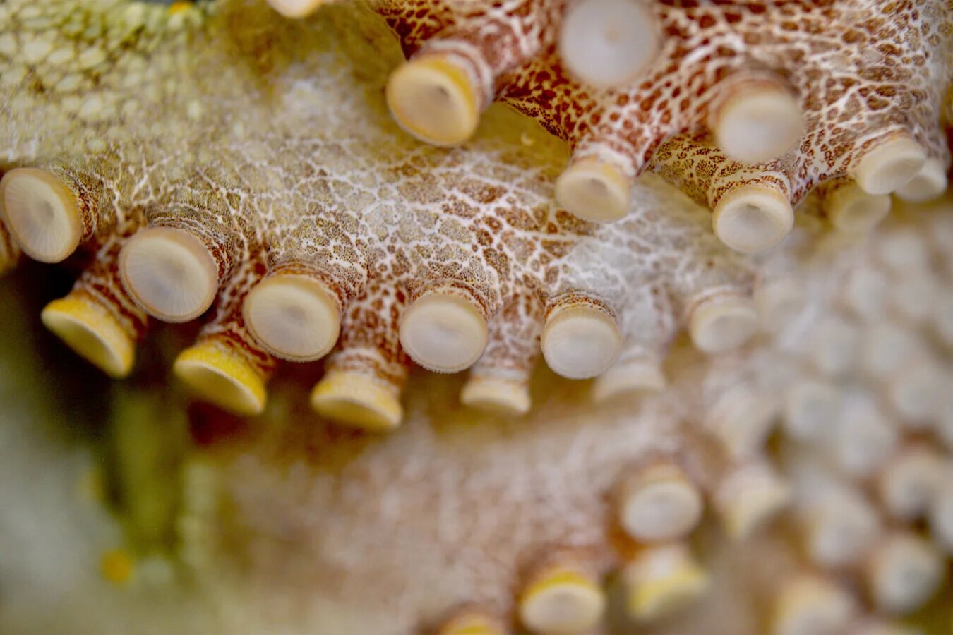 "Taking a lesson in evolutionary adaptation from octopus, squid; Octopus use their arms for “taste by touch,” explained senior investigator Nicholas Bellono."