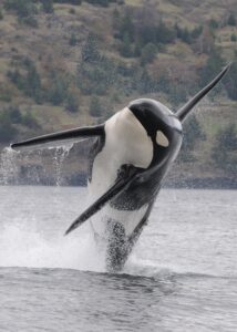 "Northern and southern resident orcas hunt differently, which may help explain the decline of southern orcas; A southern resident orca in 2010.National Oceanic and Atmospheric Administration"