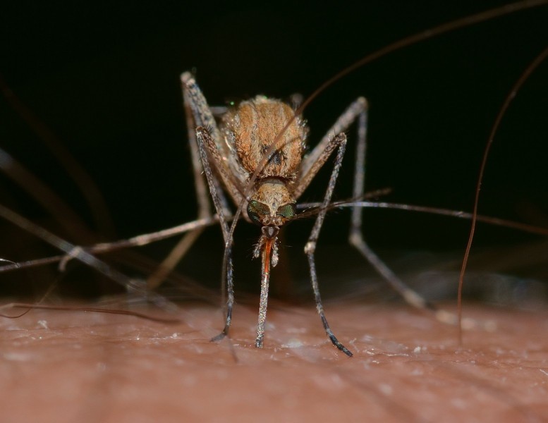 "Light pollution may extend mosquitoes’ biting season; Northern house mosquito. Photo: Pixabay"