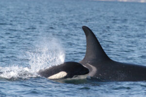 "Northern and southern resident orcas hunt differently, which may help explain the decline of southern orcas; A southern resident orca calf and its mother in 2004.NOAA National Ocean Service"