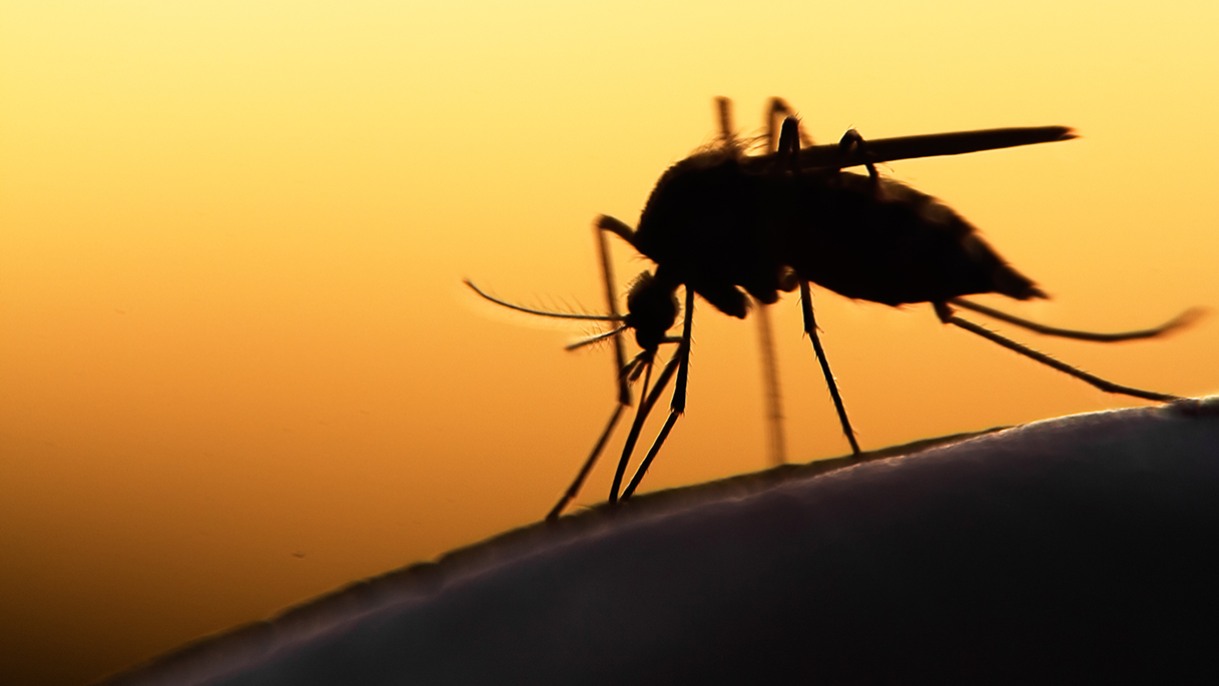 Malaria-Causing Parasites Resistant to Both Treatment and Detection Have Emerged in Ethiopia