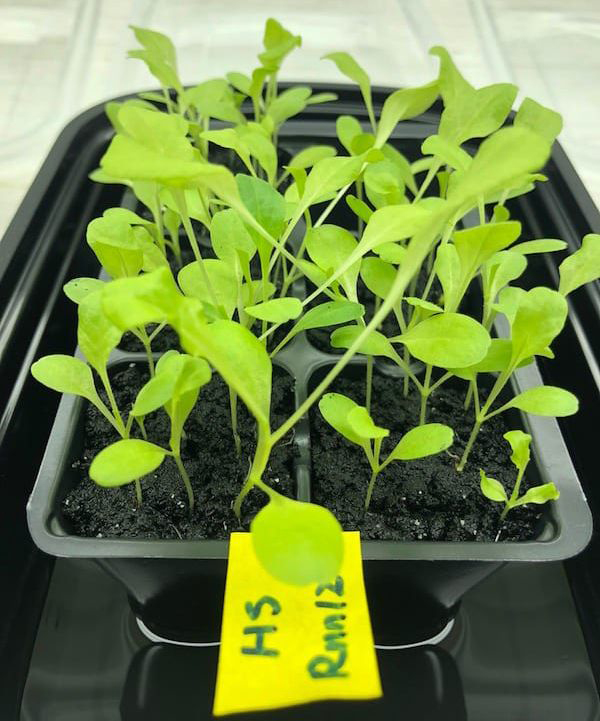 Lettuce growing in once oil-contaminated soil revived by a process developed by Rice University engineers.
