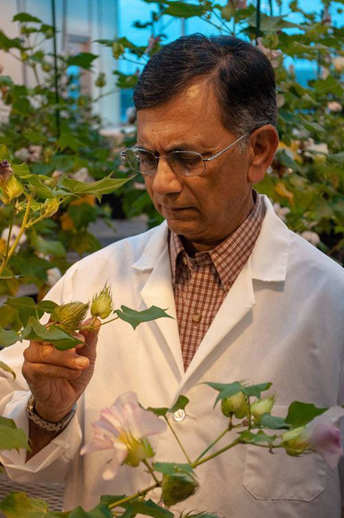 Dr. Keerti Rathore, Texas A&M AgriLife Research plant biotechnologist. 
