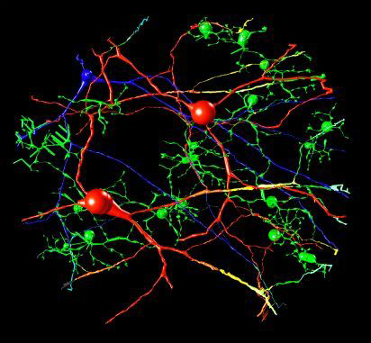 A ganglion cell network