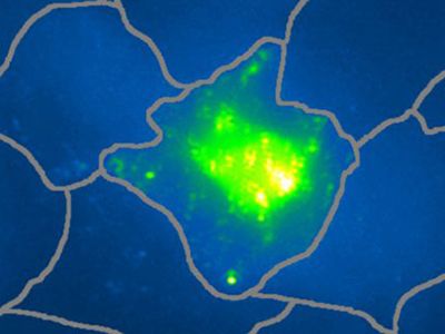 nono-probe image