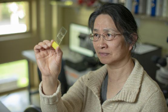 Li Liu