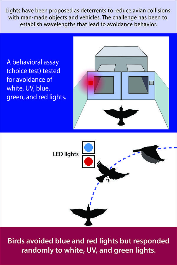 Bird collisions graphic