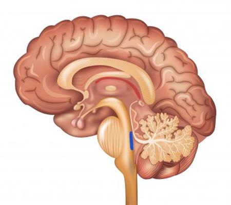 Image of locus coeruleus