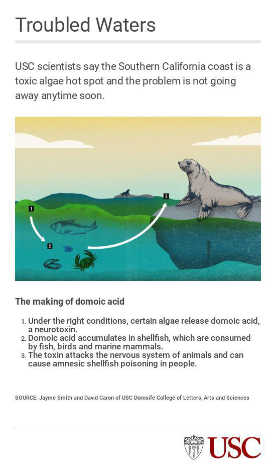 Graphic: The Making of Domoic Acid