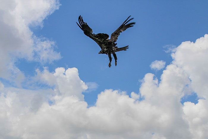 Eagle flying