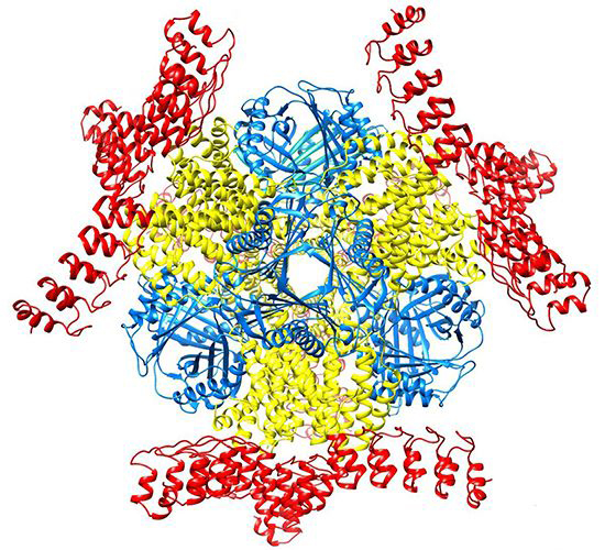 Image depicts molecular “scaffolding.”