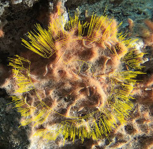 Image of the deep-sea microbial community in the Guaymas Basin.