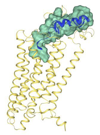 neuropeptide Y receptor