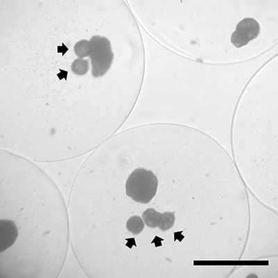 Pancreatic islet cells