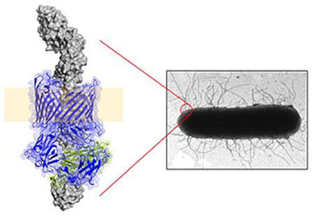 A standard electron microscopy view of E. coli.