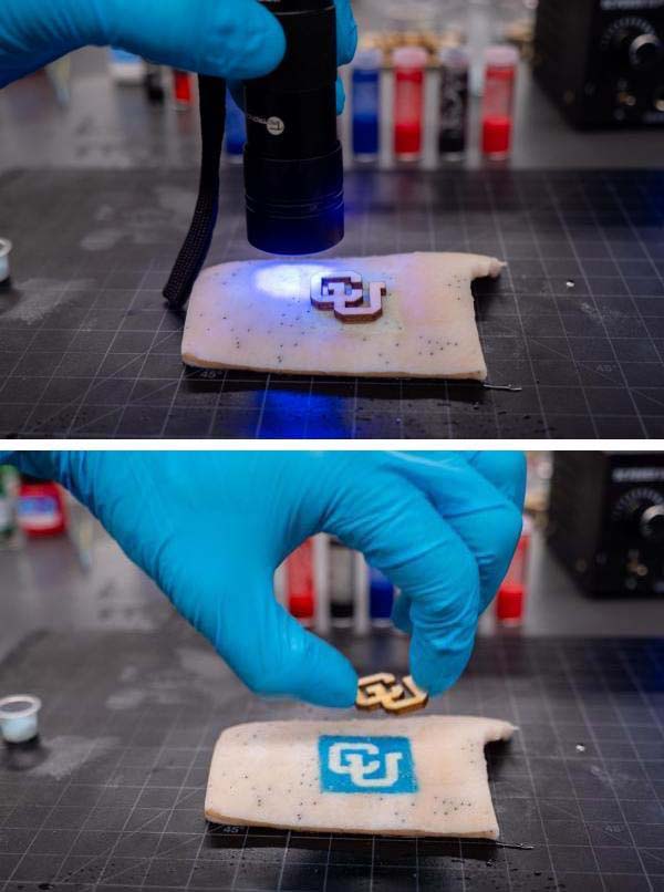 Image: In this demonstration, an ultraviolet flashlight illuminates a tech tattoo on pig skin. 
