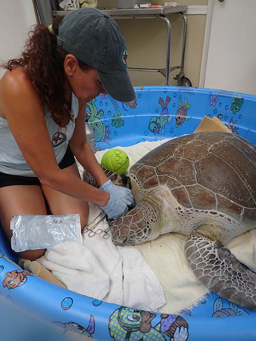 Trap rope is removed from a sea turtle's flipper 