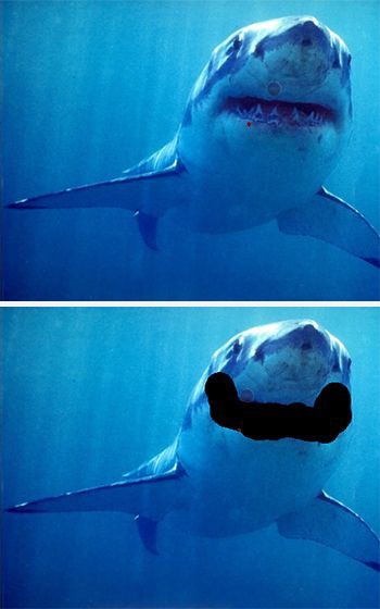 Image of sharks