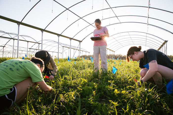 University of Kansas' Peggy Schultz collects data on plots with undergraduate workers
