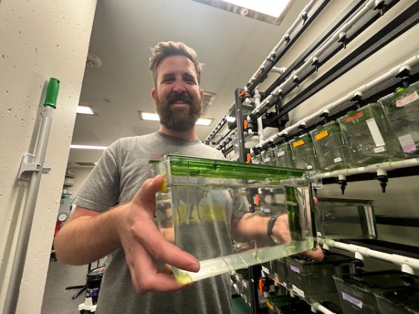 "Why Can Zebrafish Regenerate Damaged Heart Tissue, While Other Fish Species Cannot?"
