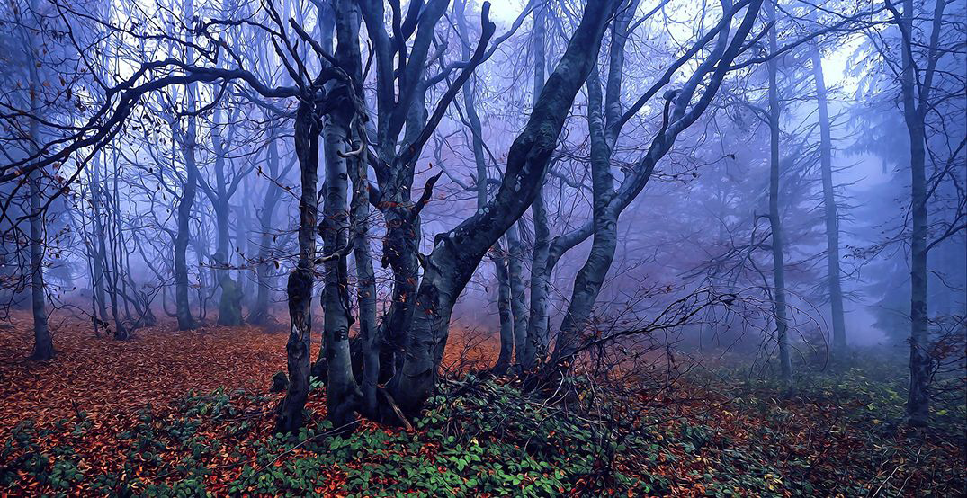 Beech trees