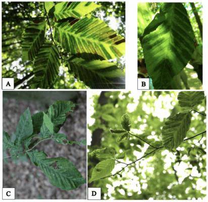 Beech leaf disease symptoms include dark banding between the veins in early stages, followed by crinkling leaves.