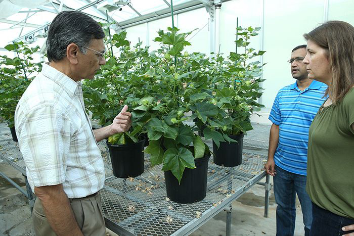 Dr. Keerti Rathore discusses the ultra-low gossypol cotton with his team, Dr. Devendra Pandeya and LeAnne Campbell.