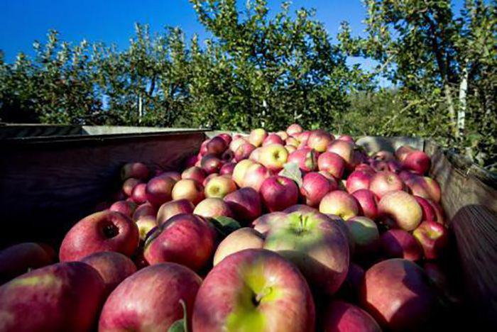 Antietam Blush apple