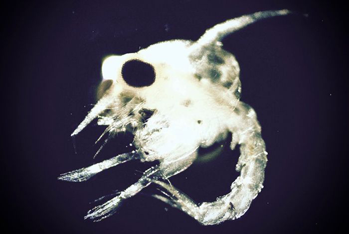 Zoea, or larvae, of the Atlantic blue crab