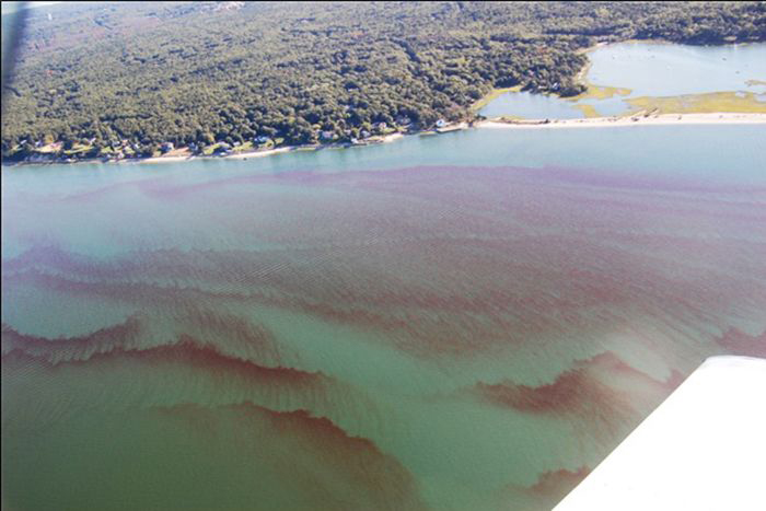 Rust tide caused by Cochlodinium in Flanders Bay