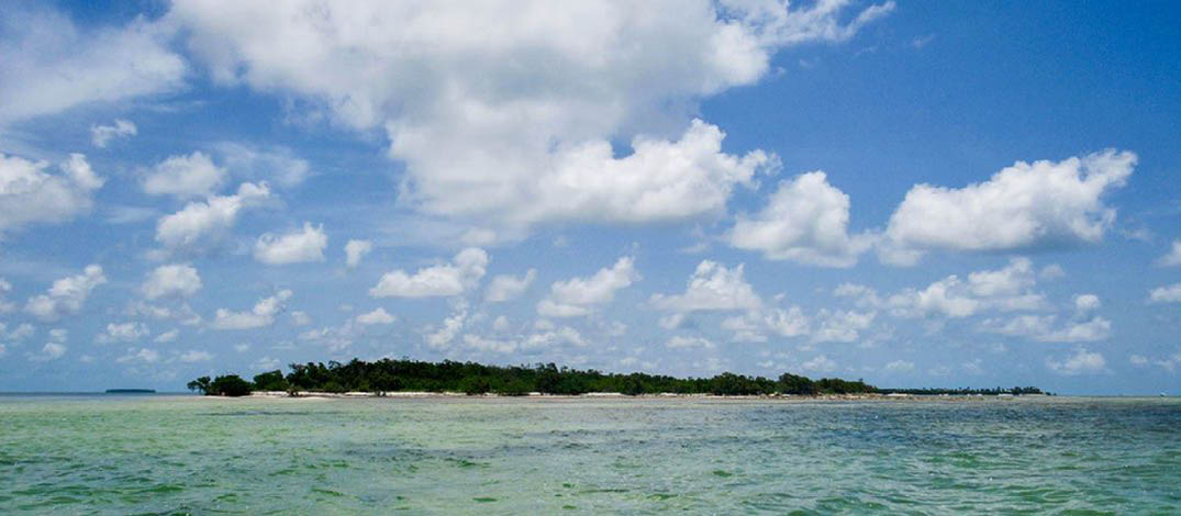 turtles-photo-four-1075x470-compressor.jpg