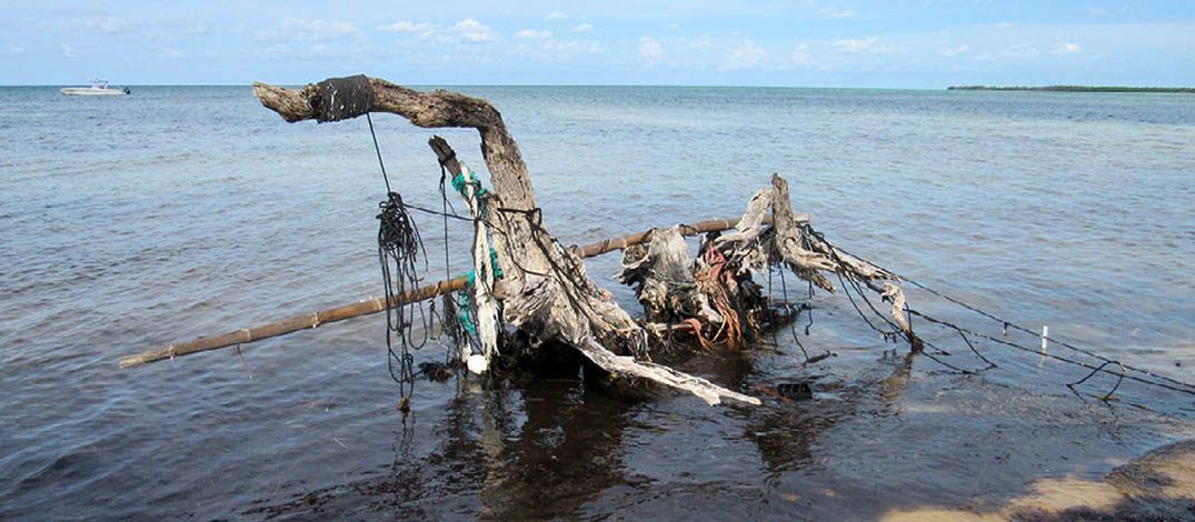 turtles-photo-one-1075x470-compressor.jpg