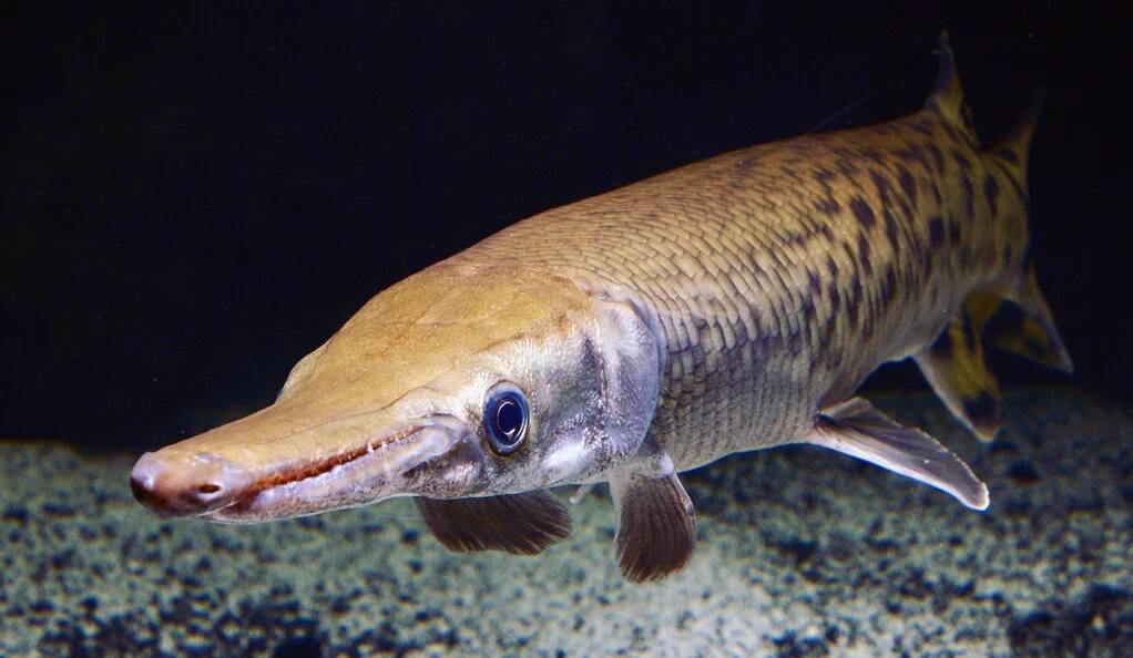 Study of Slowly Evolving ‘Living Fossils’ Reveals Key Genetic Insights
