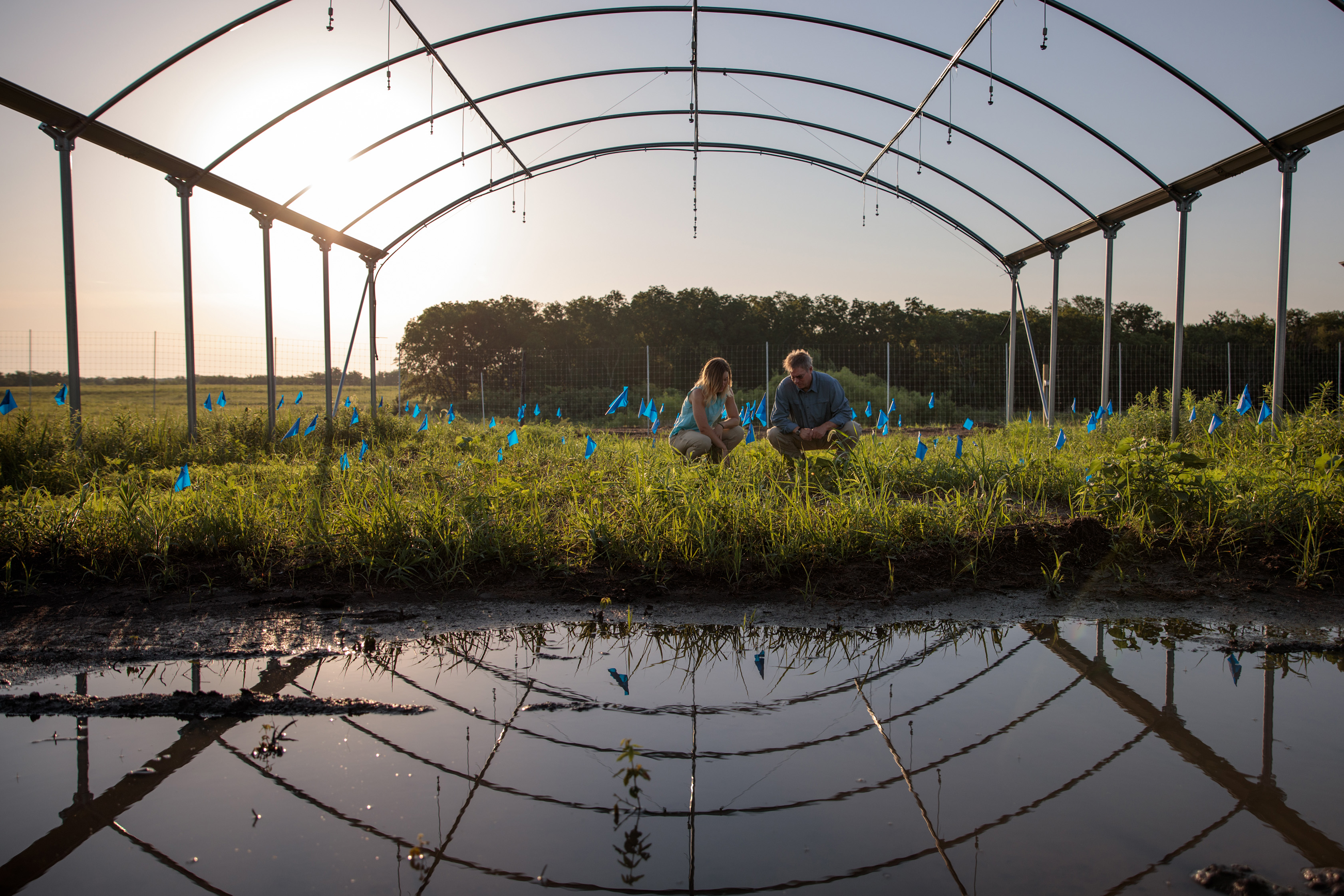 Research Offers a Reason Why Diversity in Plant Species Causes Higher Farming Yield, Solving ‘A Bit of a Mystery’