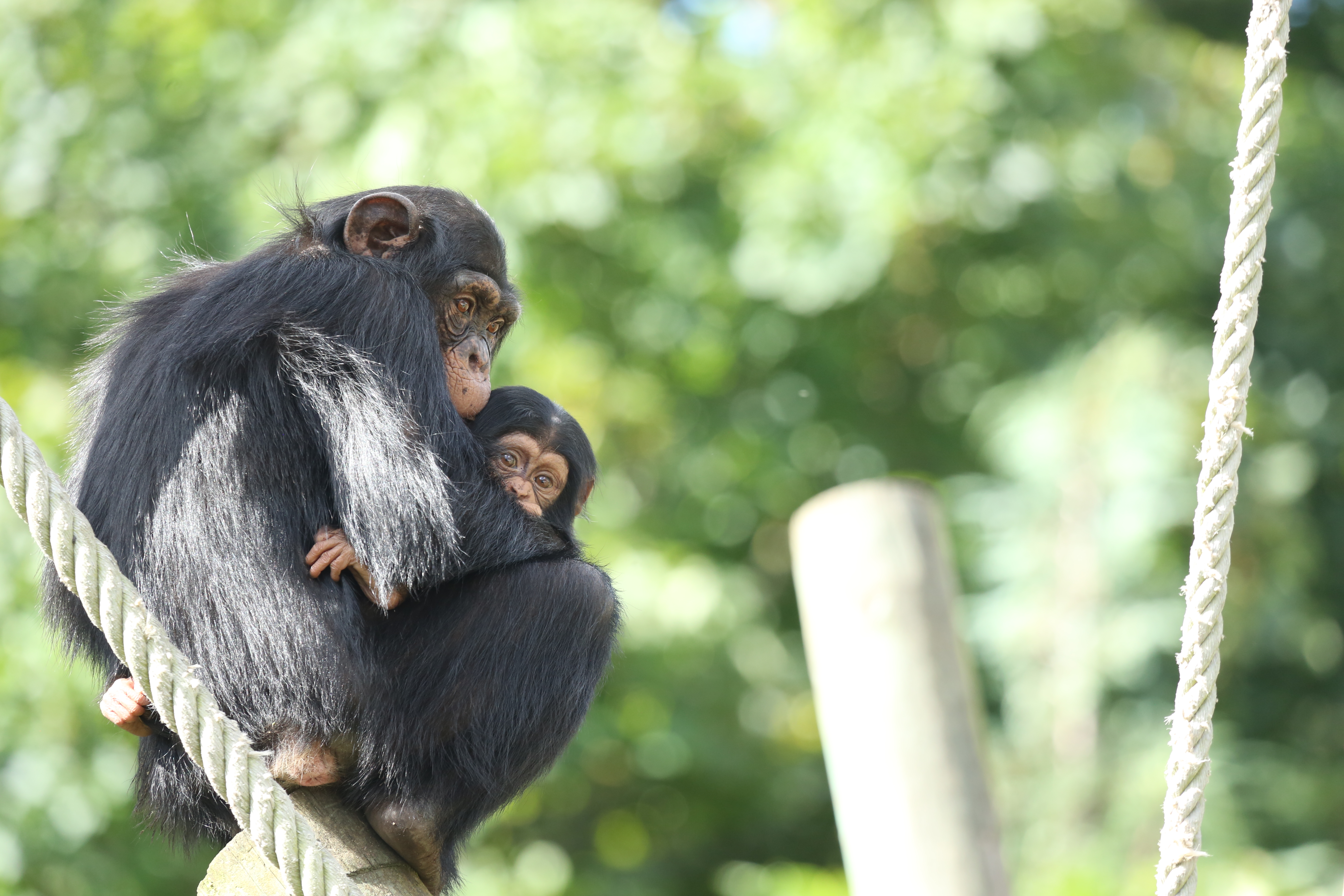 "Move over dolphins. Chimps and bonobos can recognize long-lost friends and family — for decades"