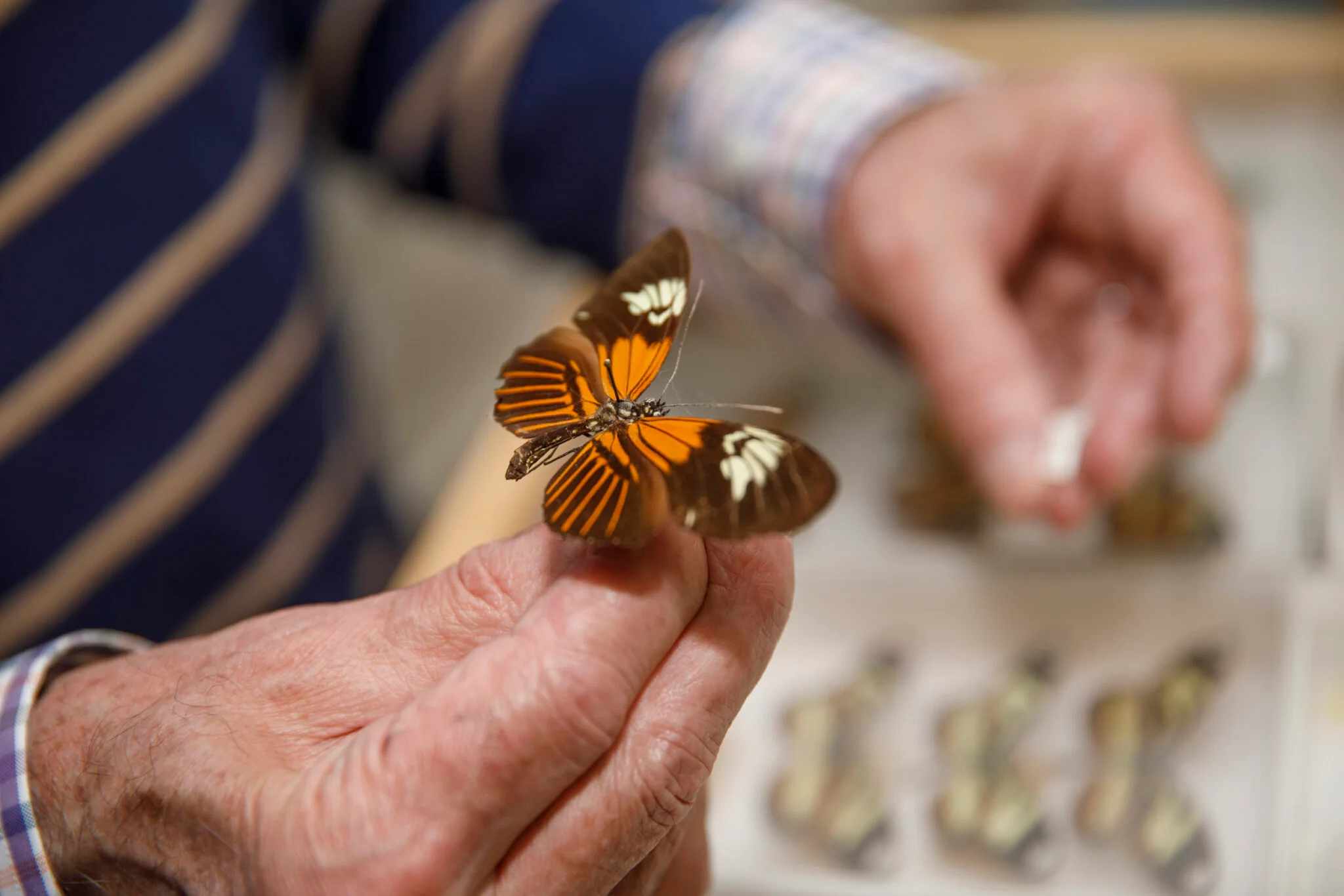 Amazon Butterfly Evolved From Hybrids