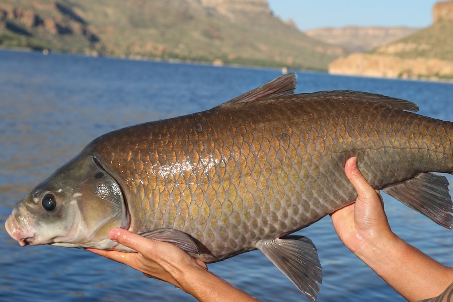 Study Uncovers Hundred-Year Lifespans for Three Freshwater Fish Species in the Arizona Desert