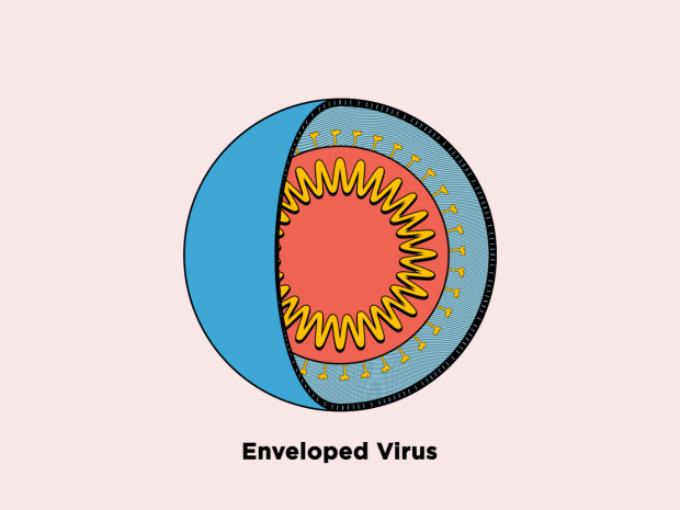Novel Molecules Fight Viruses by Bursting Their Bubble-like Membranes
