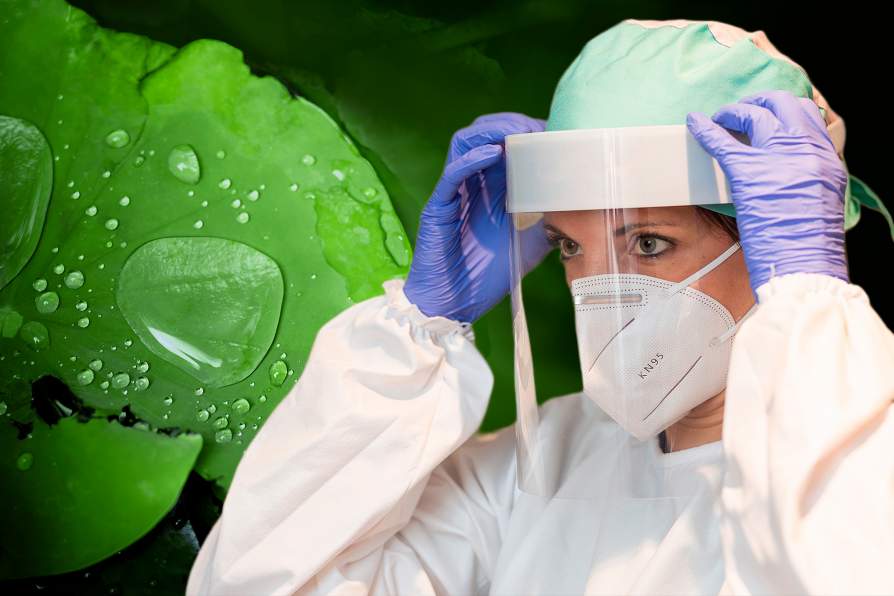 To Design Fog-Free PPE, Student Researchers Turn to Lotus Plant