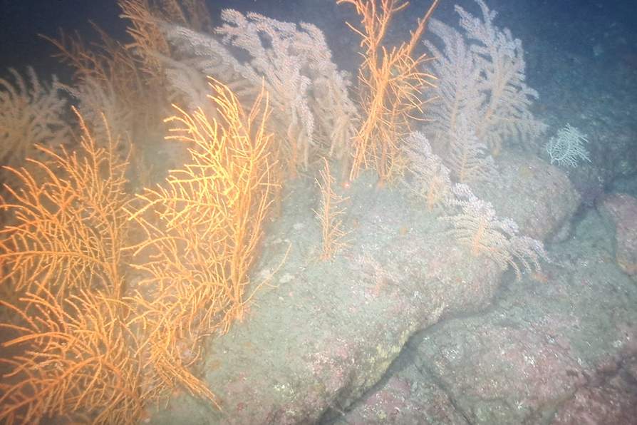For coral harmed by BP oil spill, a deep-sea ‘elevator’ offers hope for recovery