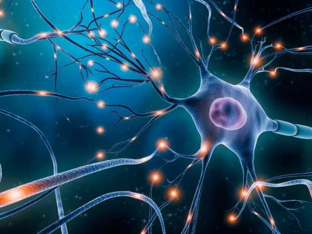 In Forming Long-Term Memories, Vascular Cells are Crucial