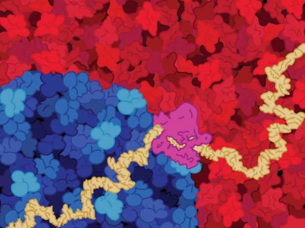 Researchers Create a Neural Network for Genomics One that Explains How It Achieves Accurate Predictions