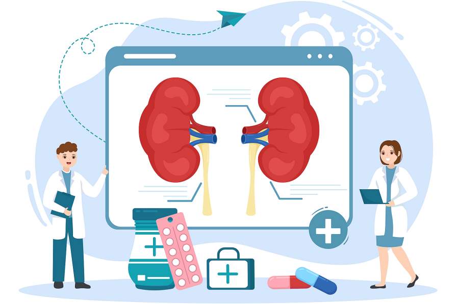Older Kidney Transplant Patients Metabolize Immunosuppressive Drugs Slower Than Younger People