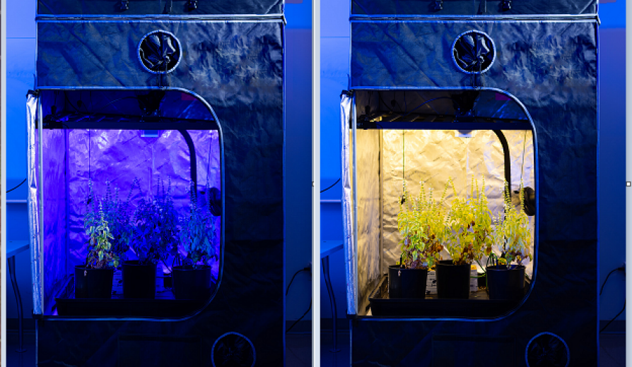 "AI-Enhanced Indoor Farming Takes Root at the University at Buffalo"