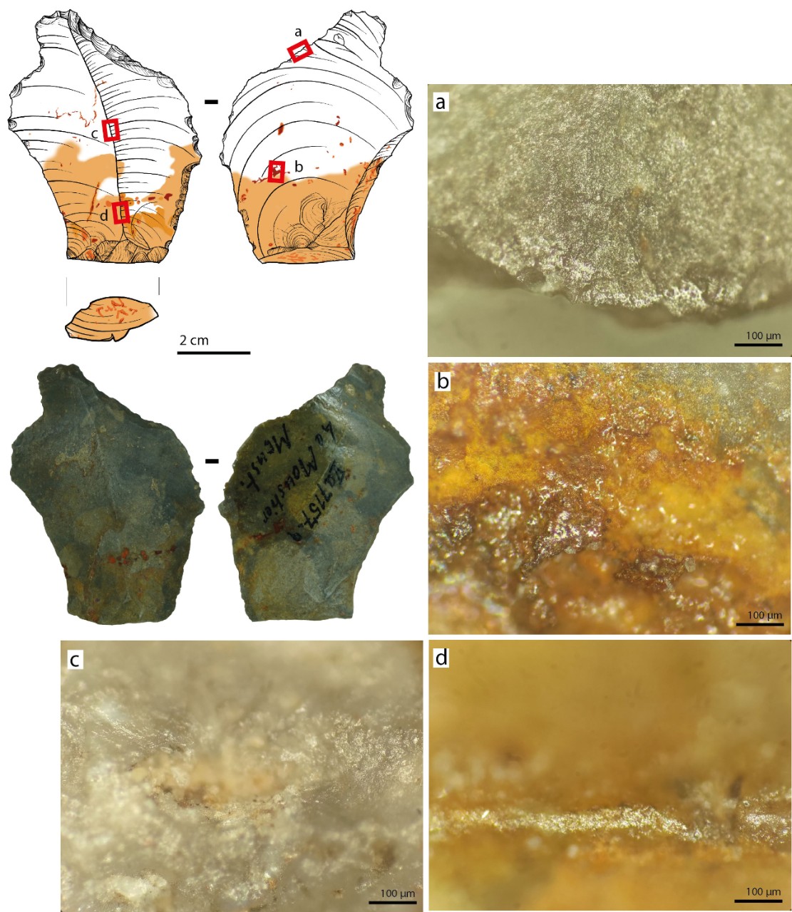 "Did Neanderthals Use Glue? Researchers Find Evidence that Sticks"
