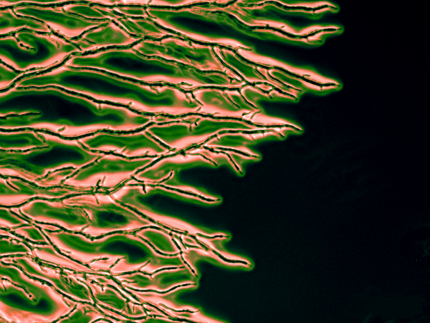 "Researchers Discover Evolutionary “Tipping Point” in Fungi"